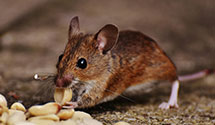 24 Hour & Emergency Exterminators in Pheaa, PA